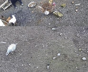 ragdoll qiymeti: Dişi, Damazlıq, Ödənişli çatdırılma — 2