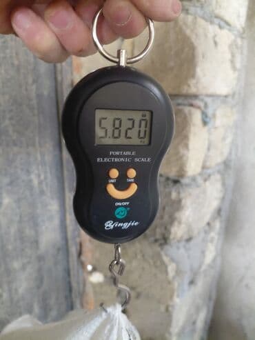 dovsan balasi: Salam təmiz qan sağlam Kalfornya və Burqun dovşan balaları satılır — 6