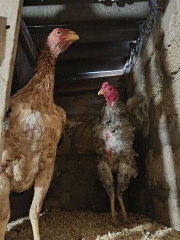 pulsuz verilir: Xoruz, il: 1 — 6