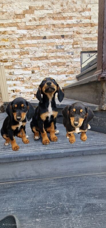 itler doberman: 3 ay, Dişi, Peyvəndli, Ödənişli çatdırılma — 1