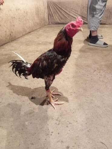 Heyvanlar üçün mallar: Xoruz, Heyratı, il: 1, Ödənişli çatdırılma — 4