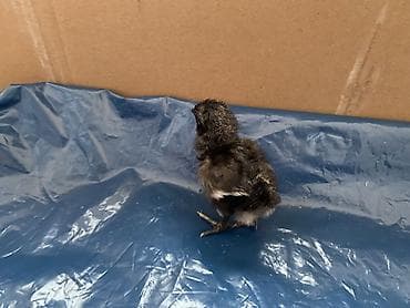 Toyuq cücələri, Damazlıq