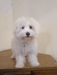 объявление о продаже собаки: Мальтийская болонка, 9 месяцев, С родословной — 1