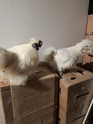 kənd toyuqu: Toyuq, Damazlıq — 4