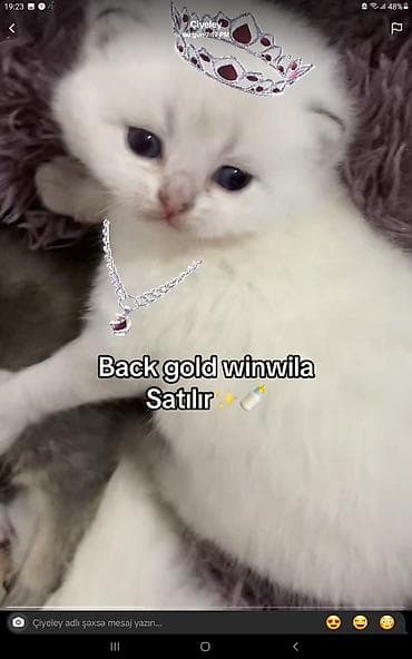 sirvan teze itler satisi: Black Gold Şinşila balaları – satılır - Cins: Şinşila (Black Gold — 4