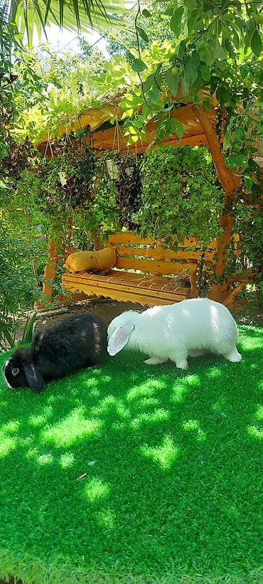 ev quş: Angora tipli dekorativ dovşanlar - Uzun, yumşaq və tüklü yun örtüyü — 2