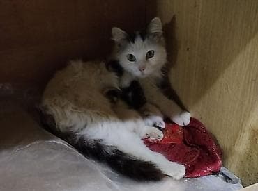 menks cinsli pişik: Hediyye verilir gelin aparin taksi puluda verecem 3 balasi var yeni — 1