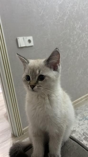 satılıq pişiklər: Erkək — 2