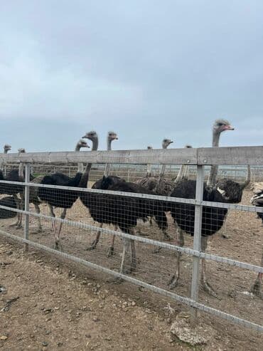 dovşan yemi: Emu/strus təsərrüfatı üçün yetişdirilmiş struslar - Böyük — 2