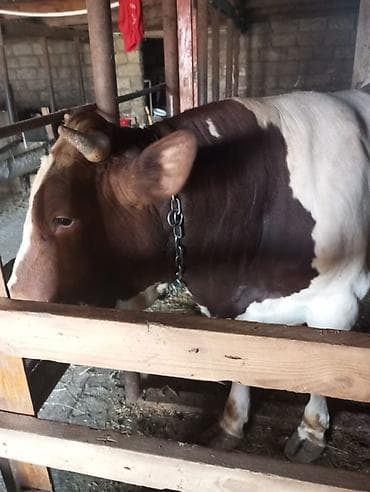 erkek: Super vəziyyətdə qurbanığa tam şəkildə yararlı erkək danadı.dana — 8