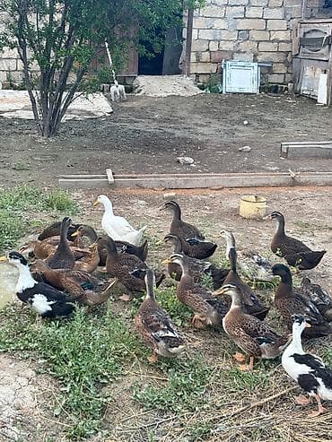 it balasi satisi: Dişi, Damazlıq, Ünvandan götürmə — 2