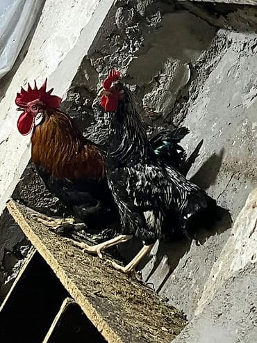 Digər heyvanlar: Məhsul: Xoruzlar (8 ədəd) Təsvir: - Şəkildə iki sağlam xoruz görünür — 1