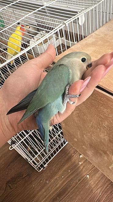 qəfes: Hazir cut neraznuclikler 1 ayliq balasi 3 ededi 120 manat — 6