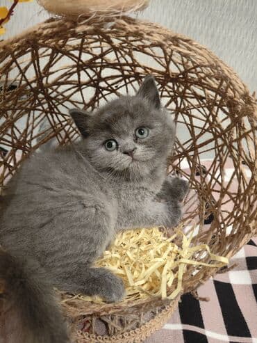 pişiklər üçün bit dərmanı: Шотландская, Самец, В добрые руки, Самовывоз — 1