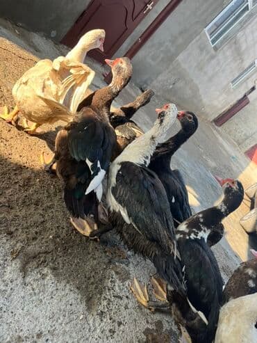 kayuqa ordək: Erkək, | Lal ördək, Ətlik, Ünvandan götürmə — 2