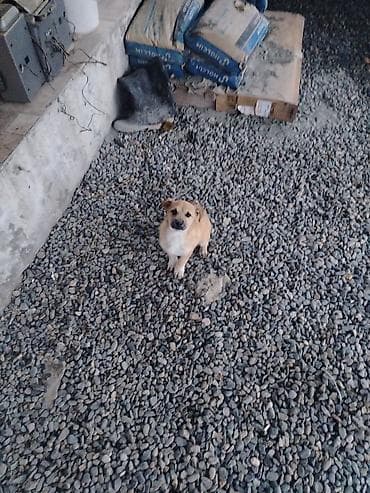 cubuş it: 1 il, Erkek, Ünvandan götürmə — 2