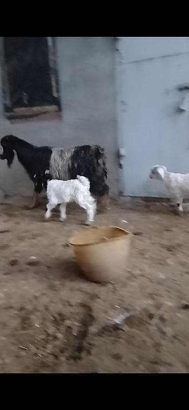 qaz bala: Ekiz balali diwi di balalari cavan 3 cu qarin saqlam ve cox sudu — 3