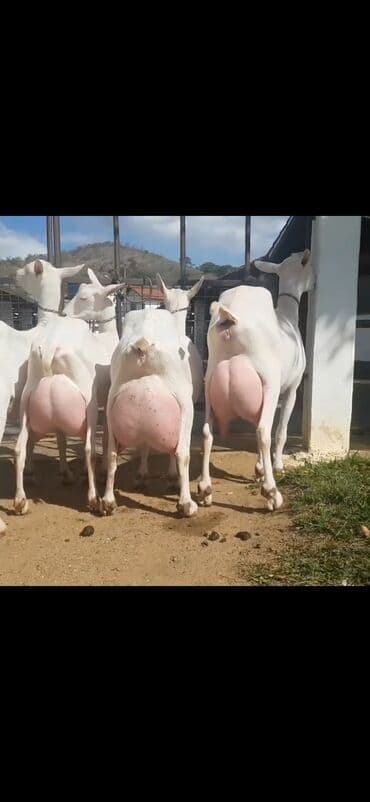 çəpiş əti: Salam 2 qarina dogub 6 ededdi heresinin iki ekiz balasi var — 5