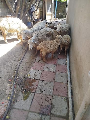 qoyun barter: Qoyun və quzular – yerli təsərrüfatdan - Növ: yerli cins qoyunlar və — 2