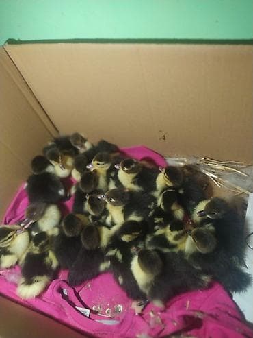 hinduşqa balaları: Muscovy ördək balaları (indi çıxmış körpələr) - Cins: Muscovy (hind — 1