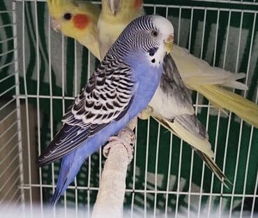 купить кур: Məhsul:Kanareka Ev quşu – dalmatin naxışlı-mavi rəngli dalğalı bülbül — 3