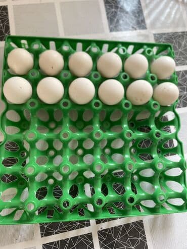 qoyun eti qiymeti: Brekel toyuq yumurtasısifarişnən yığıllr. Ədədi 3 azn — 2