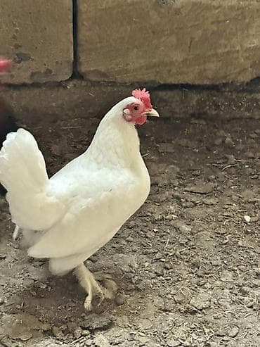 Toyuq, Liqorin, Yumurtalıq