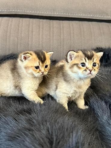 Britan lalafo.az -da Britan