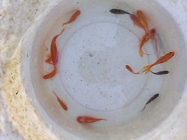 su qabı: Qızıl balıq, Sülhsevər, Ünvandan götürmə — 2