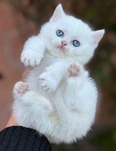 Şotland yastı qulaq, Dişi