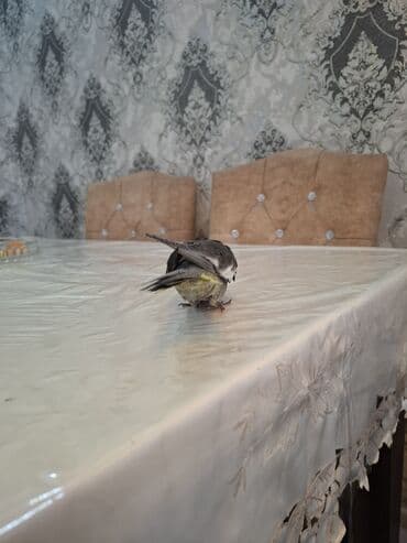 Pişiklər: Salam oz qusumun balasidi 1 ay yarimliqdi. ev seraitinde saxlamisam — 2