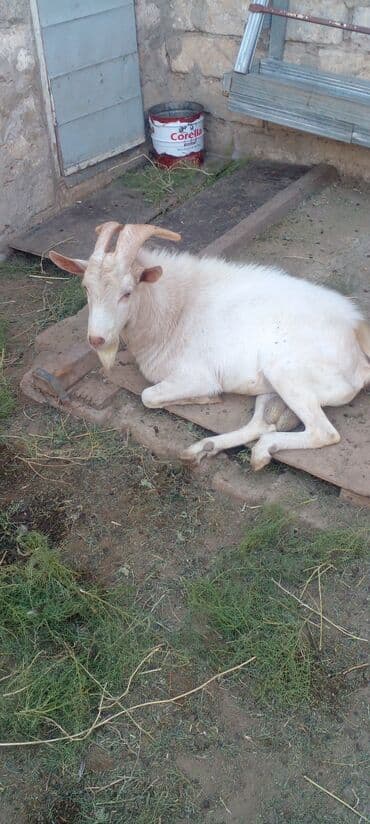 bmw 1 серия m135i at: 1il 2 aylıqdı — 5