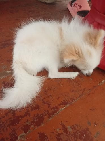 pomeranian satışı: Şpitz, 6 ay, Erkək, Peyvəndli, Ünvandan götürmə — 4