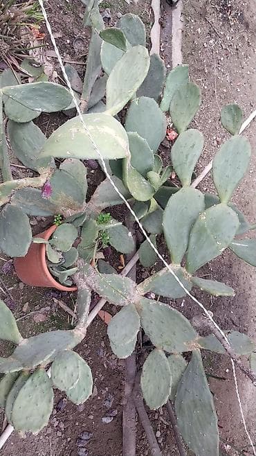 Opuntia (tikanlı armud/kaktus) – dekorativ, az su tələb edən sukulent