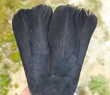 feniks quşu: Erkey — 4