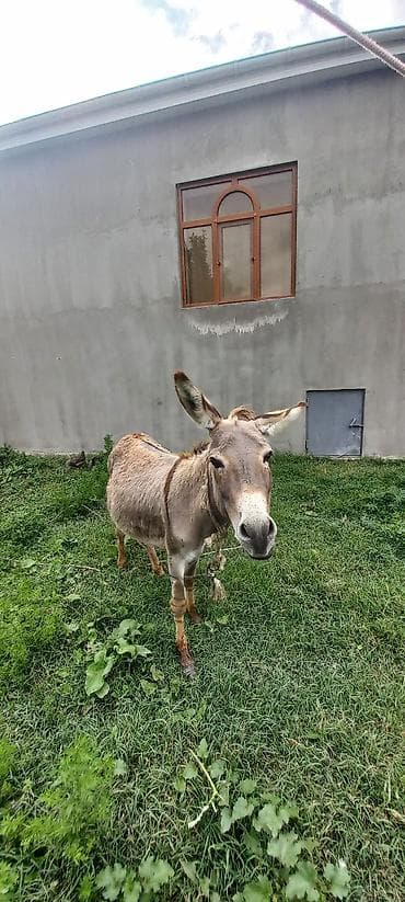 doberman erkek: Xidmət/heyvan: Eşşək Eşəy satlir xaçmazdadi Təsvir: - Saxlanılması — 5