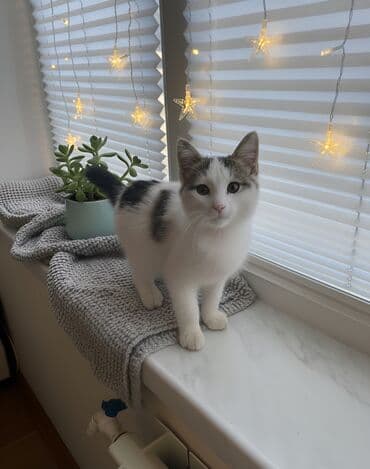 meymun balasi satilir: Erkək, Yaxşı əllərə — 1