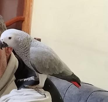 suda yaşayan heyvanlar: Jako bala tutuquşu Danışır, ələ öyrəşib,sağlamdır .endirim üçün — 2