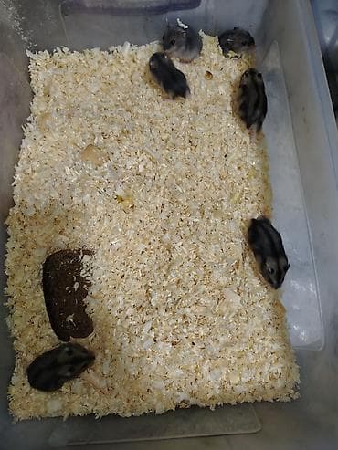 ev goyercinleri: 1 ayliqdilar❗❗ 🐁🐀 1 ededin qiymeti 3 azn dir❗〰️❗ 🐀🐀🐀🐁 Qara və boz — 3