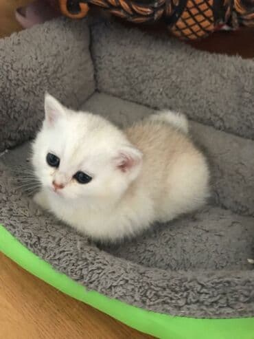 pişik adları azeri: Şinşilla, Dişi — 6