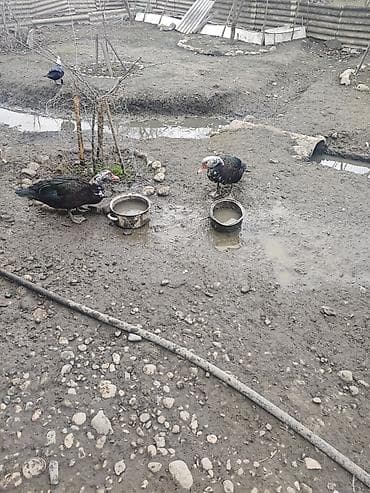 Keçilər, çəpişlər: Satılır: ev quşları (ördəklər və toyuqlar) - Növ: qarışıq ev quşları — 1