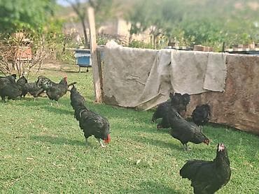 Avstrolop toyuqları satılır.Fərələr yeni yumurtaya düşüb