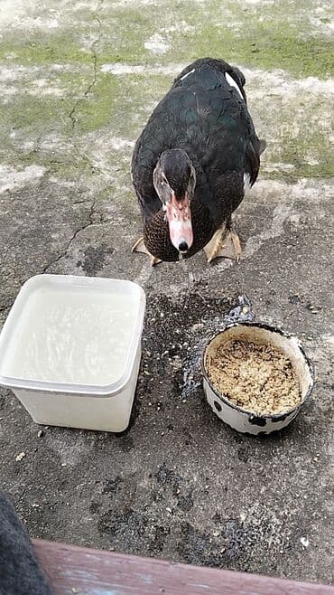 quzu şəkilləri: Erkək, | Lal ördək, Damazlıq, Ünvandan götürmə — 14