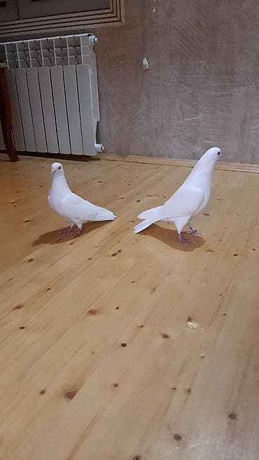 Gəmiricilər: Məhsul: Ağ göyərçin cütü Təsvir:satılır ucan cins - Rəng: tam ağ — 2