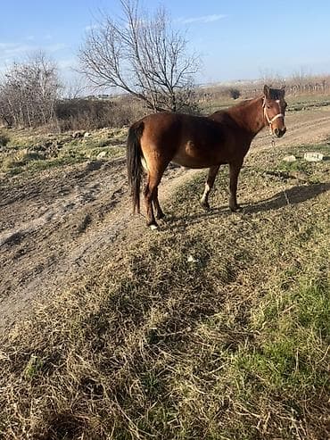 Keçilər, çəpişlər: Dişi, il: 5 — 3