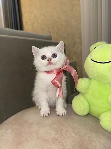 Şotland yastı qulaq — 5