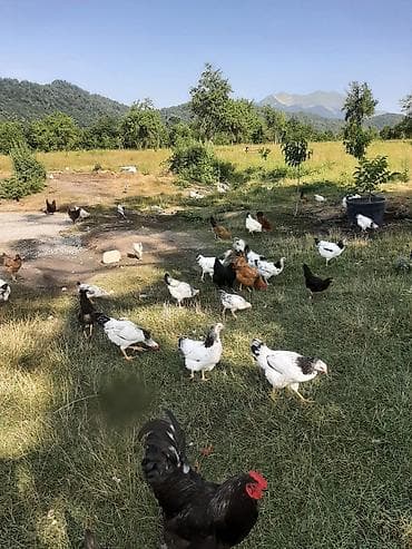 zvanok it cinsi: Ümumi say- 270 200-ə yaxın yumurtaya düşmüş çolpa 1 erkək, 2 dişi — 6