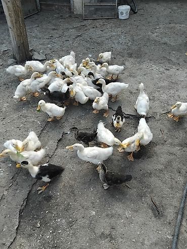 lal ördək balasi: Məhsul: Ordey 2 ayliq yalniz ag rengli olanlar satilir. 1-i 6 azn Tek — 3