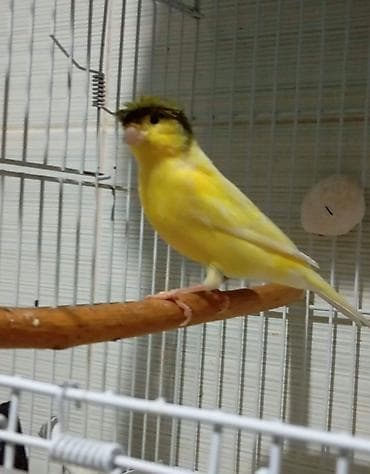 qefəs: Başlıqlı sarı kanareyka – “baştaclı/crestli” növ Məhsul təsviri: - — 2