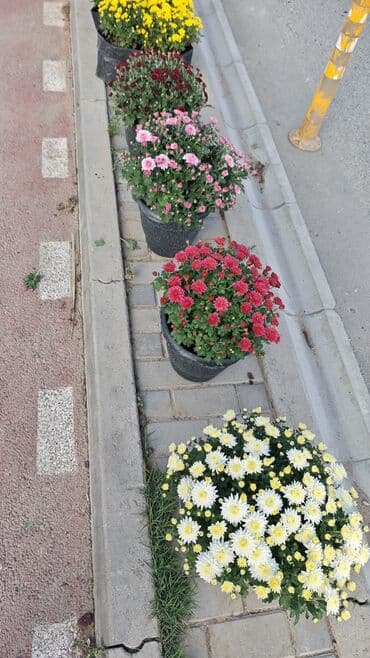 ag yasemen: 1.50 aznden başlayan qiymətlərlə Xrizantema (Chrysanthemum) bəzək — 8